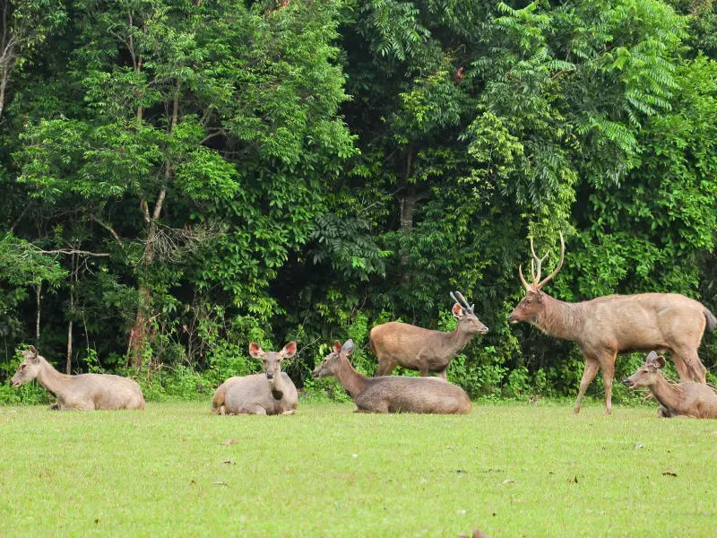 Khám phá Nakhon Ratchasima vang danh xứ sở chùa Vàng 7