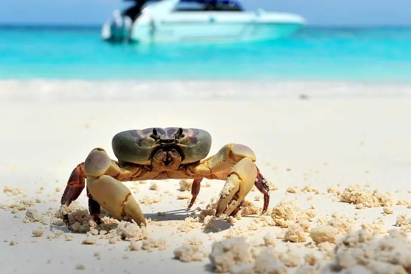 Koh Similan, thiên đường chốn hạ giới ngoài khơi Thái Lan 8
