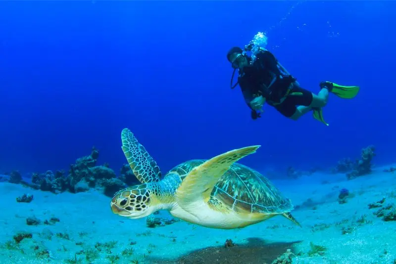 Koh Tao, điểm lặn biển nổi tiếng h&agrave;ng đầu Th&aacute;i Lan 9