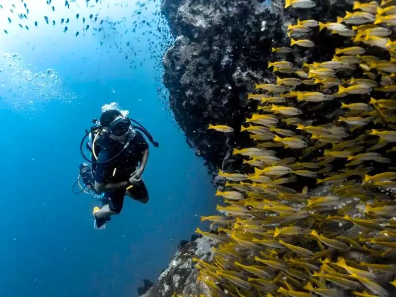 Koh Tao, điểm lặn biển nổi tiếng hàng đầu Thái Lan 4