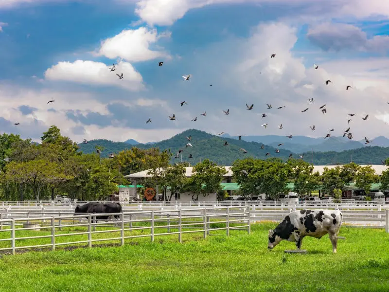 Review Khao Yai, công viên quốc gia lớn thứ 3 Thái Lan 8