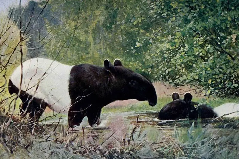 Vườn quốc gia Khao Sok ti&ecirc;n cảnh giữa những ngọn n&uacute;i đ&aacute; v&ocirc;i Th&aacute;i Lan 9
