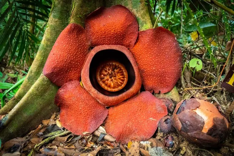 Vườn quốc gia Khao Sok ti&ecirc;n cảnh giữa những ngọn n&uacute;i đ&aacute; v&ocirc;i Th&aacute;i Lan 12