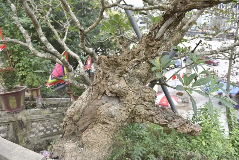 Đền Độc Cước thờ vị thần một chân linh thiêng tại xứ Thanh 7