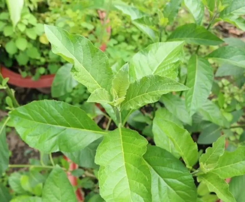 Lạ mi&ecirc;̣ng với món canh lá đắng đ&ocirc;̣c đáo tại xứ Thanh 2
