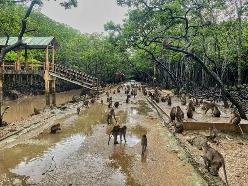 Đến Đảo khỉ Cần Giờ, trải nghiệm một ng&agrave;y tại Hoa Quả Sơn 4