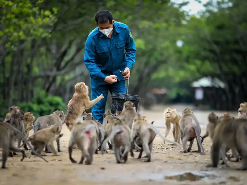 Đến Đảo khỉ Cần Giờ, trải nghiệm một ng&agrave;y tại Hoa Quả Sơn 2