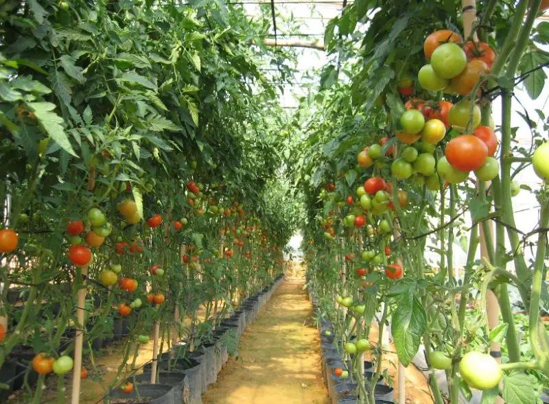 Đến N&ocirc;ng Trại Xanh vui chơi thỏa th&iacute;ch v&agrave; trổ t&agrave;i trồng rau 5