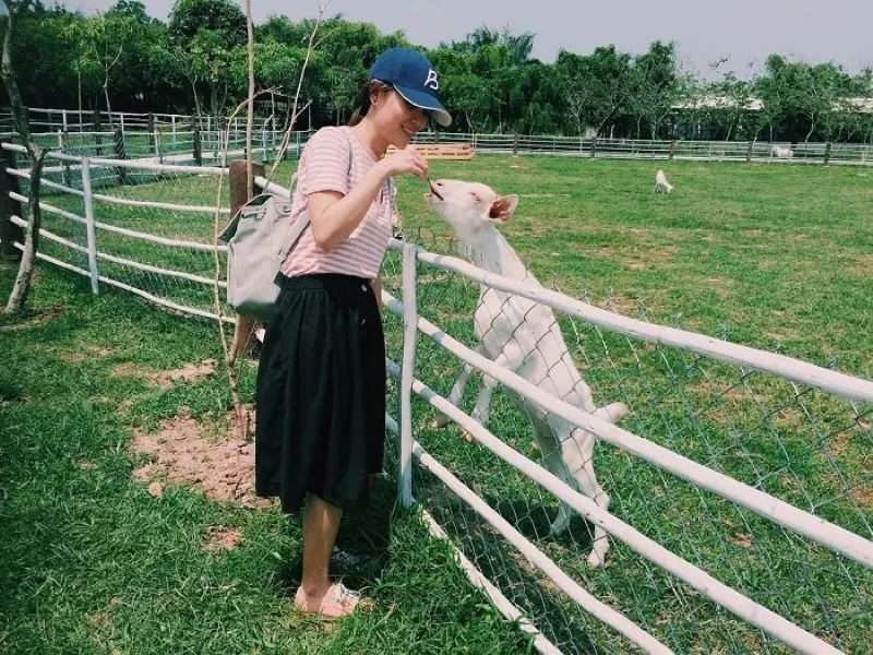Đến N&ocirc;ng Trại Xanh vui chơi thỏa th&iacute;ch v&agrave; trổ t&agrave;i trồng rau 6
