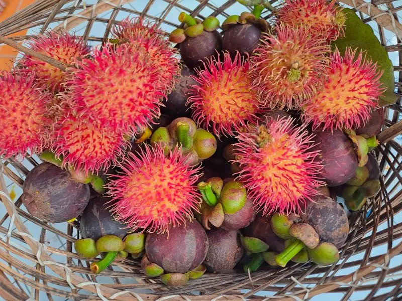Kh&aacute;m ph&aacute; 9 vườn tr&aacute;i c&acirc;y Củ Chi đ&ocirc;ng kh&aacute;ch nhất hiện nay 10