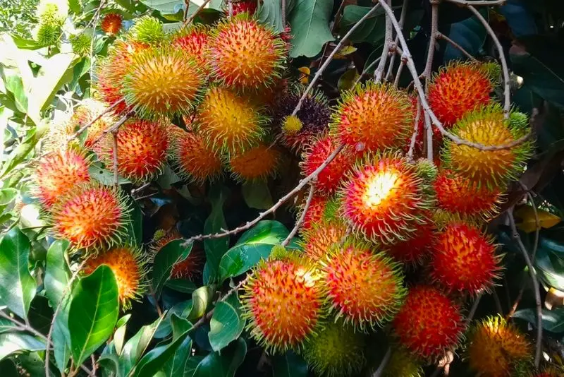 Kh&aacute;m ph&aacute; 9 vườn tr&aacute;i c&acirc;y Củ Chi đ&ocirc;ng kh&aacute;ch nhất hiện nay 4