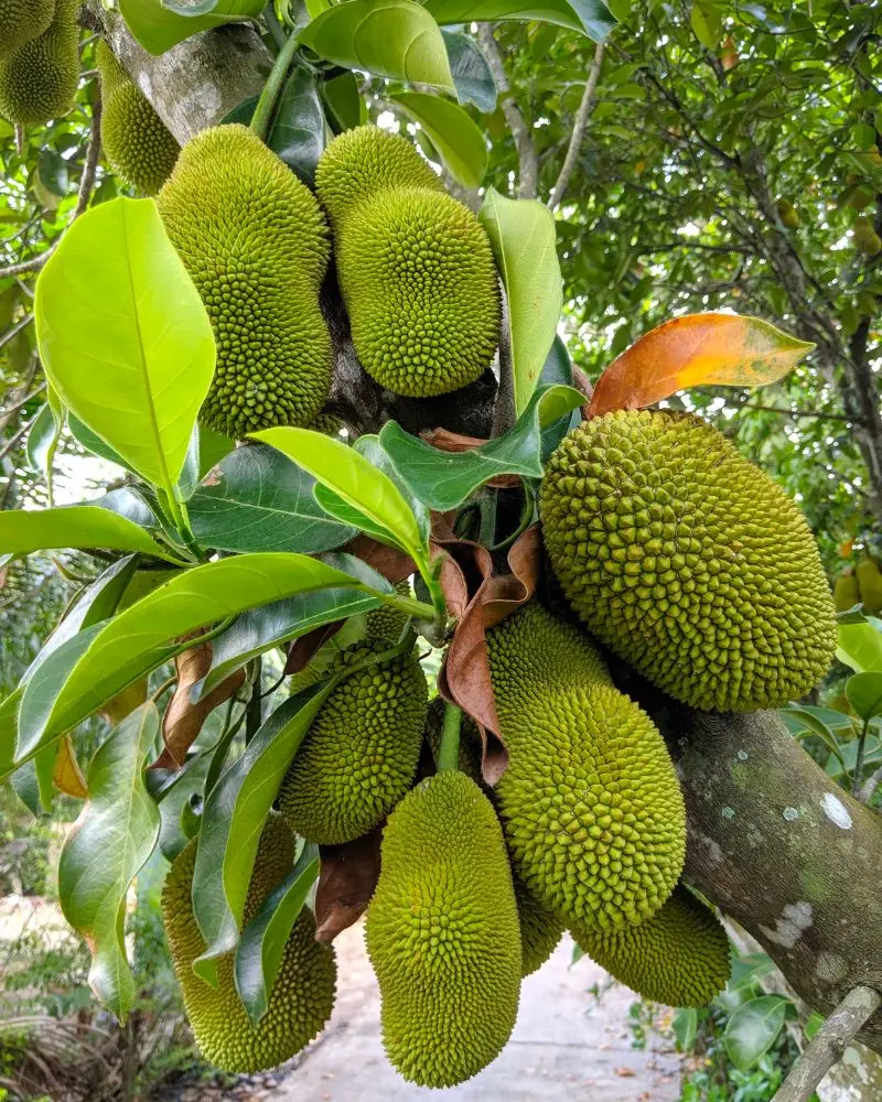 Kh&aacute;m ph&aacute; 9 vườn tr&aacute;i c&acirc;y Củ Chi đ&ocirc;ng kh&aacute;ch nhất hiện nay 2