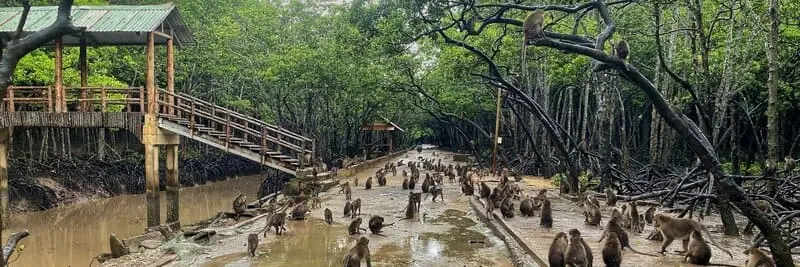 Khu dự trữ sinh quyển Rừng ngập mặn Cần Giờ, nơi tinh hoa thi&ecirc;n nhi&ecirc;n hội tụ 7
