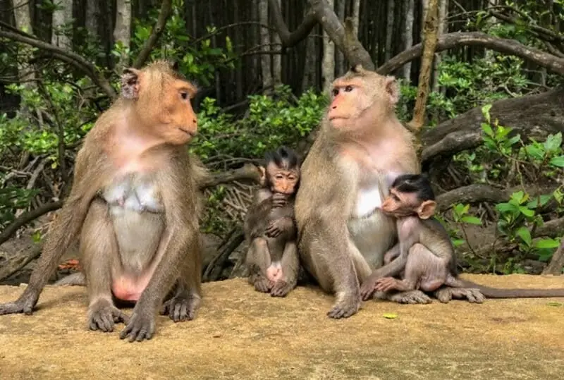 Khu dự trữ sinh quyển Rừng ngập mặn Cần Giờ, nơi tinh hoa thi&ecirc;n nhi&ecirc;n hội tụ 5