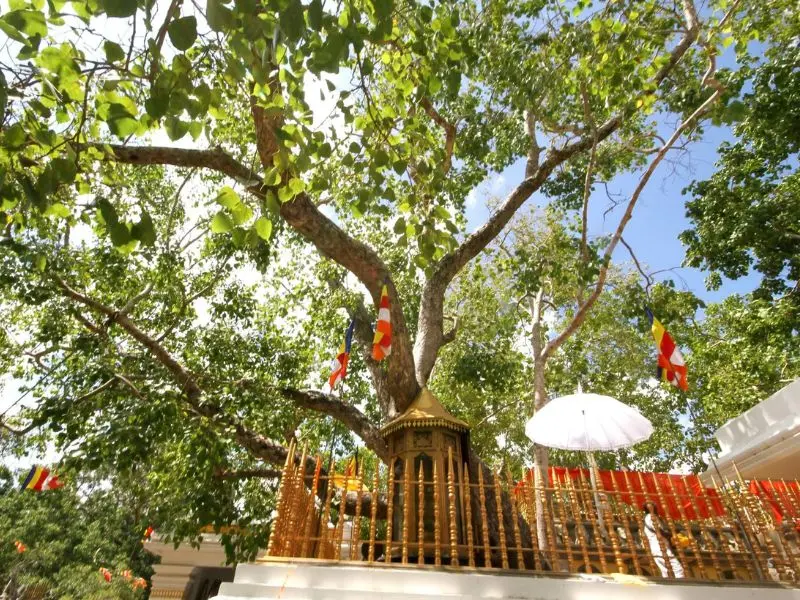 Ph&aacute;p viện Minh Đăng Quang - Ng&ocirc;i ch&ugrave;a thi&ecirc;ng giữa l&ograve;ng S&agrave;i G&ograve;n 6