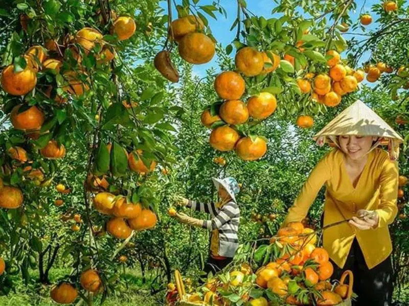 Top 7 vườn tr&aacute;i c&acirc;y gần S&agrave;i G&ograve;n - Thơm ngon, bổ, rẻ kh&ocirc;ng n&ecirc;n bỏ lỡ 2