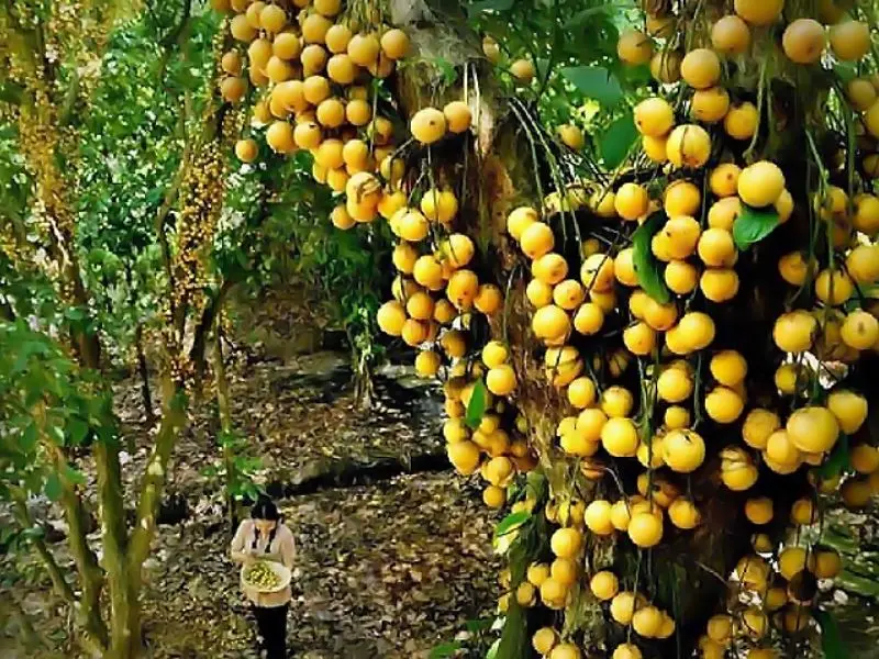 Top 7 vườn tr&aacute;i c&acirc;y gần S&agrave;i G&ograve;n - Thơm ngon, bổ, rẻ kh&ocirc;ng n&ecirc;n bỏ lỡ 7