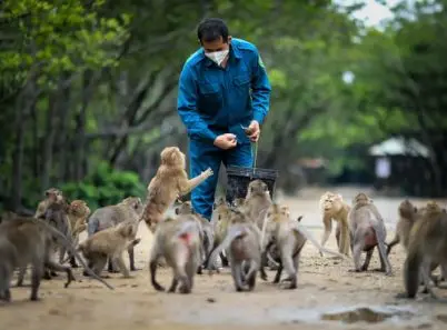 Đến Đảo khỉ Cần Giờ, trải nghiệm một ngày tại Hoa Quả Sơn