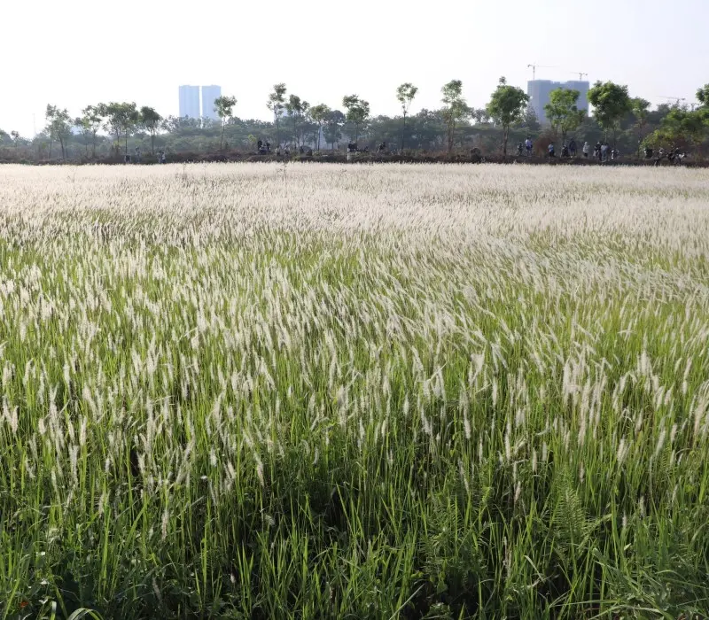 Hóa nàng thơ giữa Đồng cỏ lau Làng Đại học thành phố
