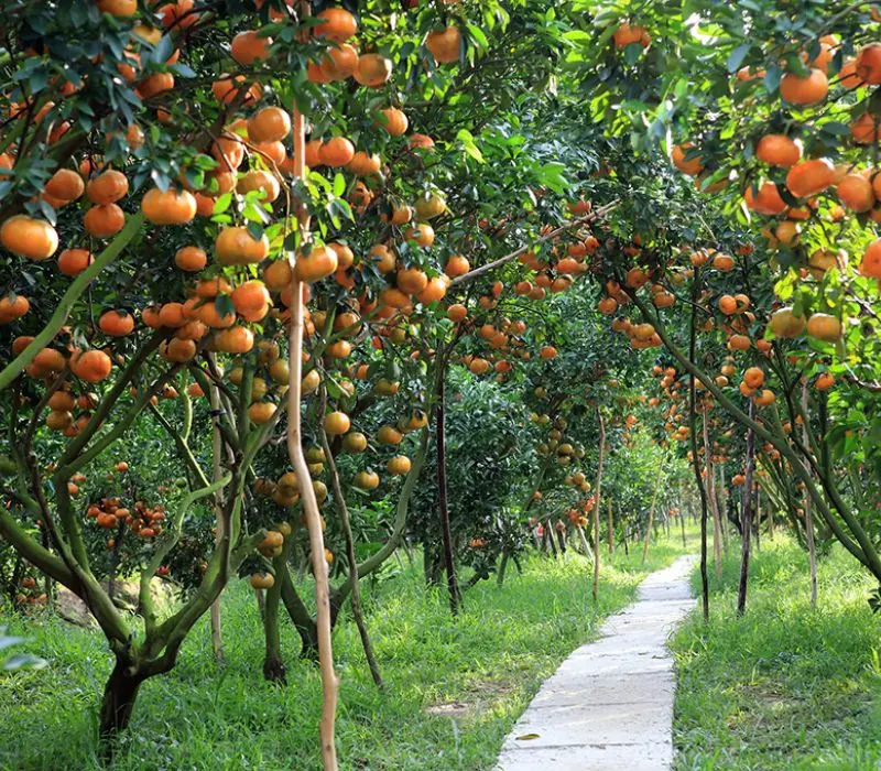 Top 7 vườn trái cây gần Sài Gòn - Thơm ngon, bổ, rẻ không nên bỏ lỡ