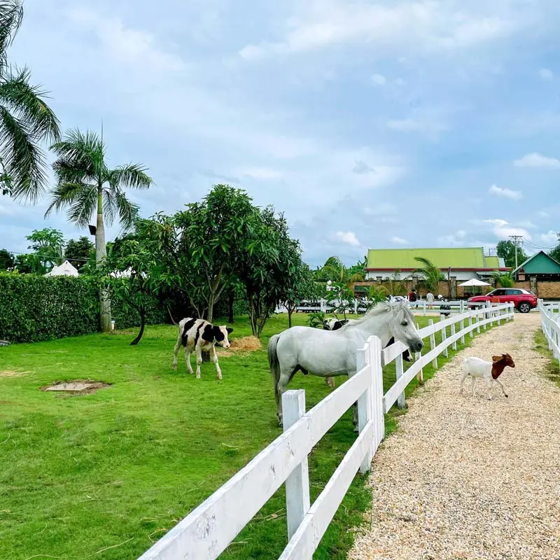 Vietgangz Glamping v&agrave; trải nghiệm cắm trại giữa l&ograve;ng th&agrave;nh phố 9