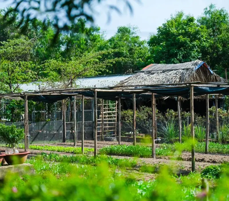 Vui quên lối về ở nông trại xanh 5Ku Farm giữa lòng Sài Gòn