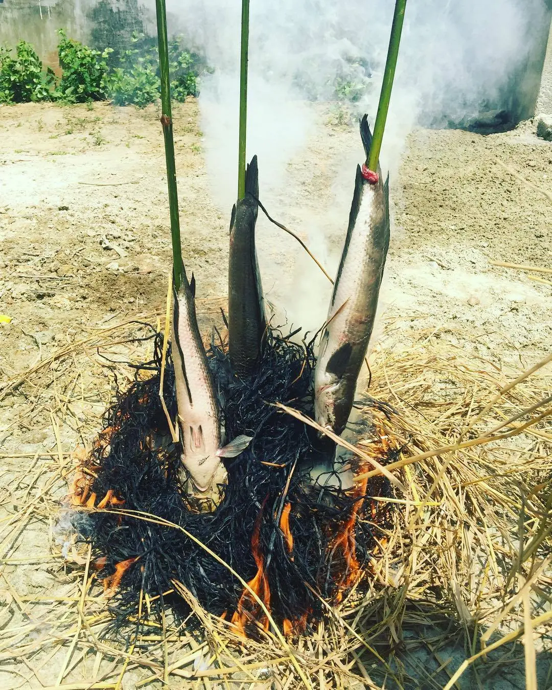 C&aacute; l&oacute;c nướng trui Tiền Giang, m&oacute;n ăn b&igrave;nh dị của v&ugrave;ng s&ocirc;ng nước 2
