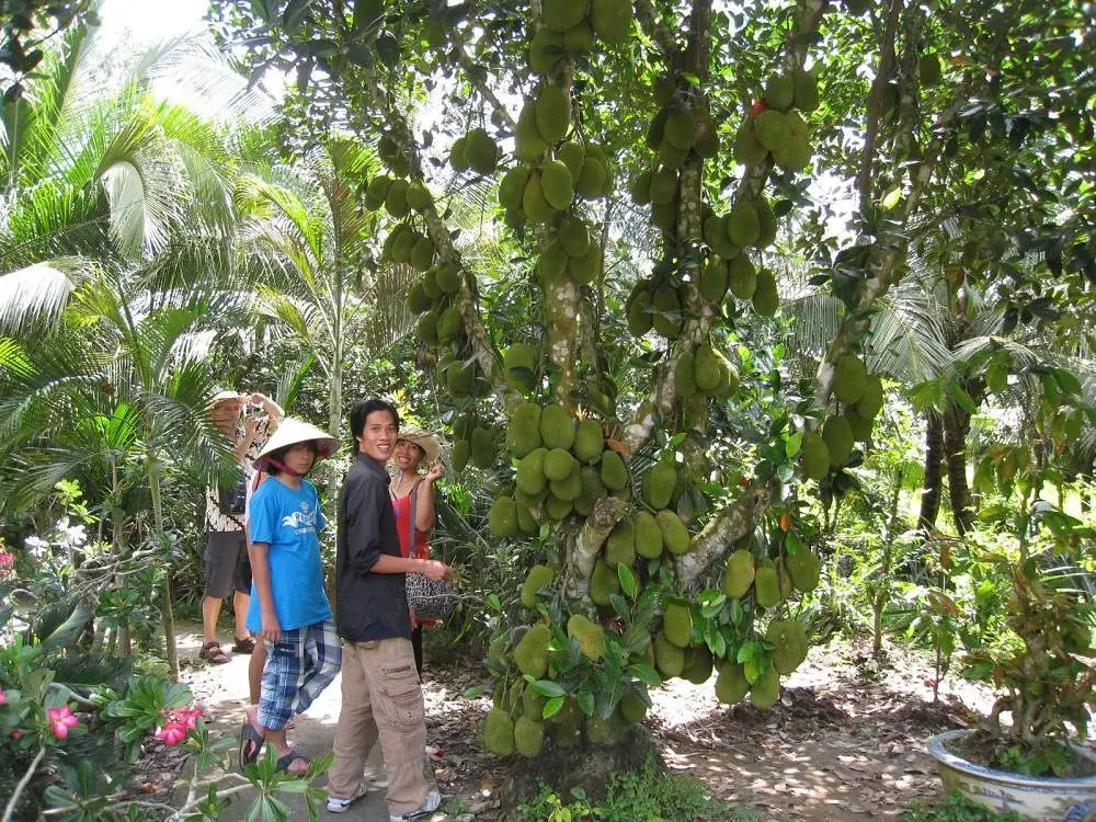 Điểm danh loạt đặc sản tr&aacute;i c&acirc;y C&aacute;i B&egrave; thơm ngon nức tiếng 7