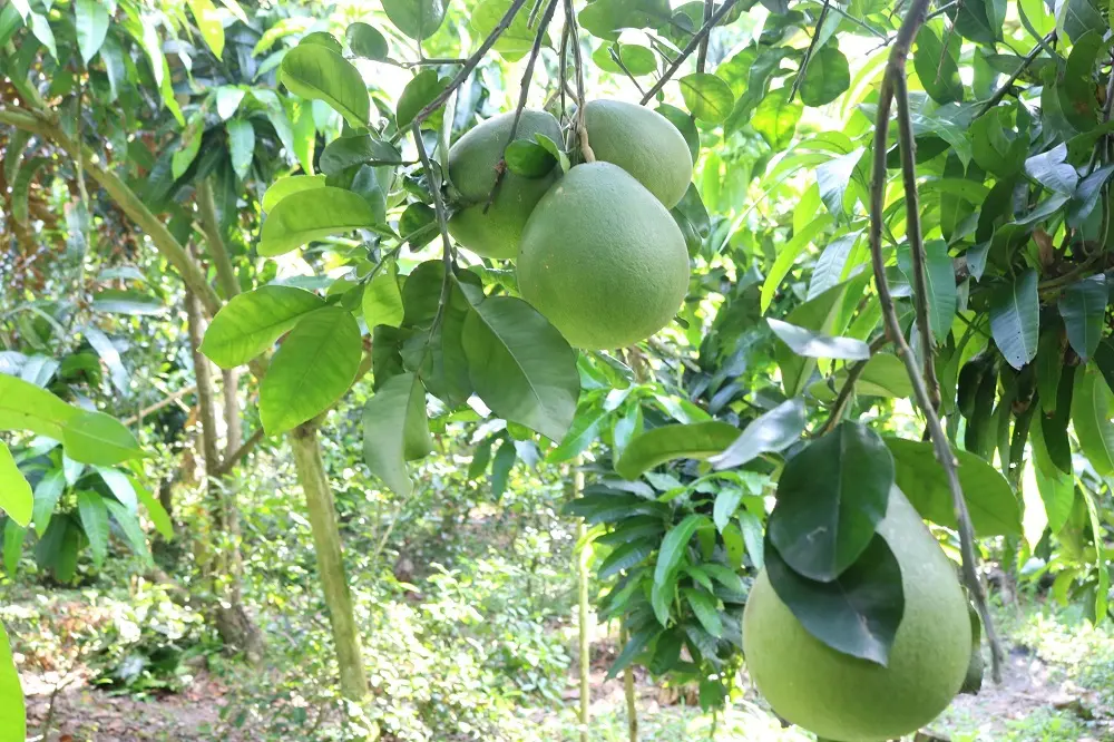 Điểm danh loạt đặc sản tr&aacute;i c&acirc;y C&aacute;i B&egrave; thơm ngon nức tiếng 2
