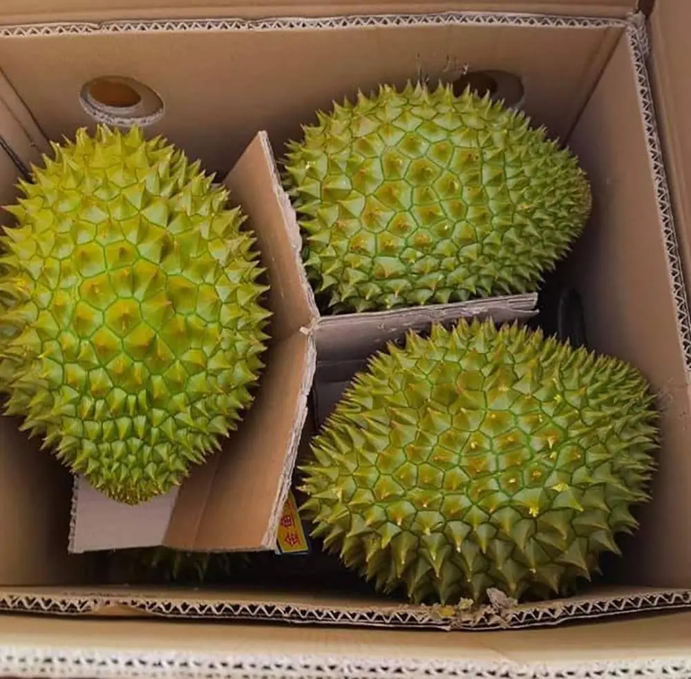 Sầu riêng Ngũ Hiệp và hương vị nức lòng người 8