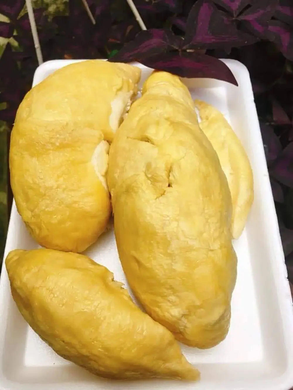 Sầu riêng Ngũ Hiệp và hương vị nức lòng người 7