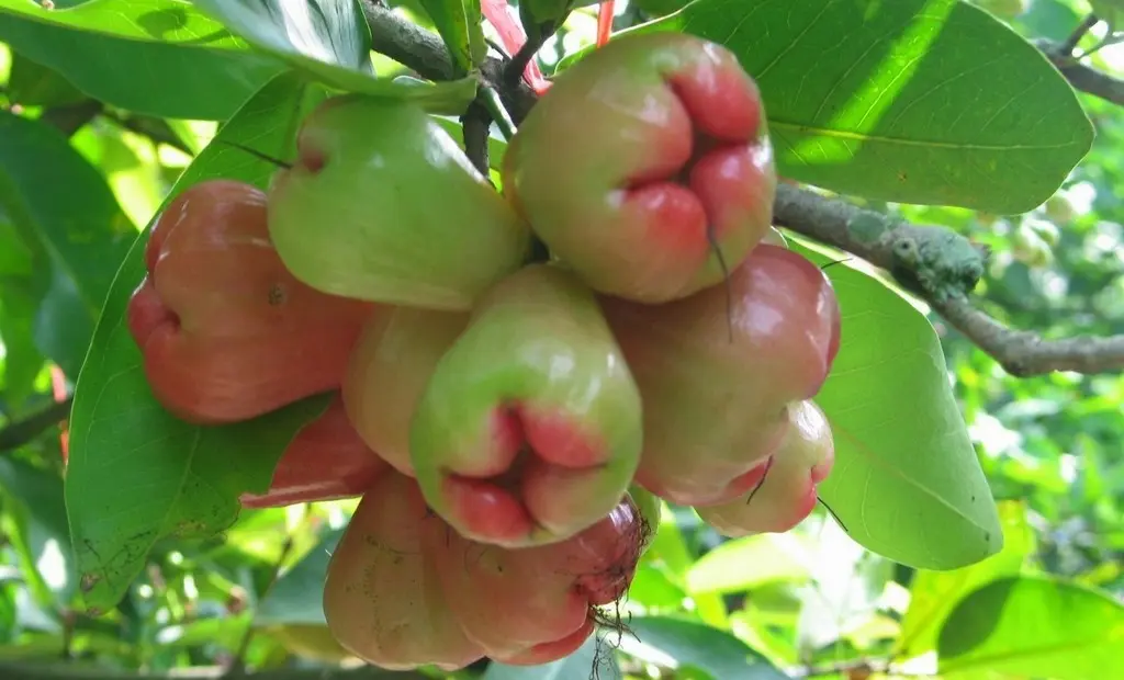 Thưởng thức đặc sản Mận Trung Lương của miền T&acirc;y s&ocirc;ng nước 5