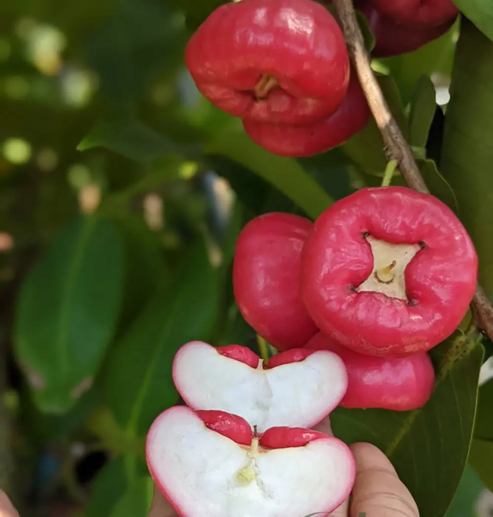 Thưởng thức đặc sản Mận Trung Lương của miền T&acirc;y s&ocirc;ng nước 2