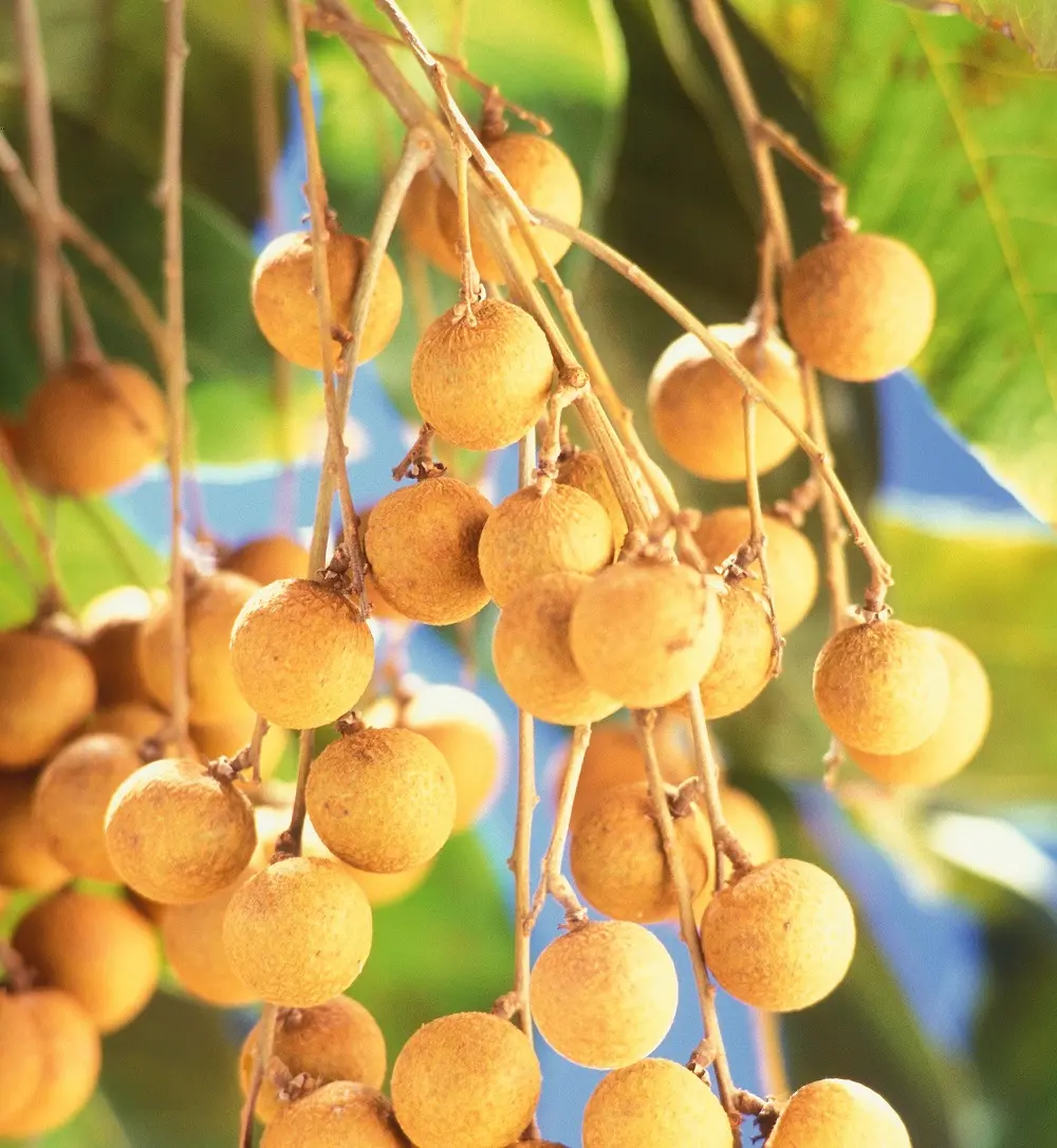 Thưởng thức hương vị Nh&atilde;n Nhị Qu&yacute; thơm ngon qu&ecirc;n lối về 3