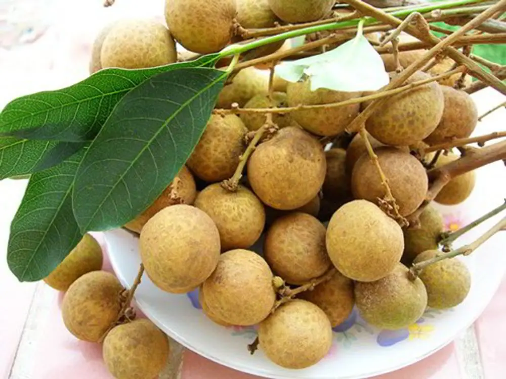Thưởng thức hương vị Nh&atilde;n Nhị Qu&yacute; thơm ngon qu&ecirc;n lối về 6