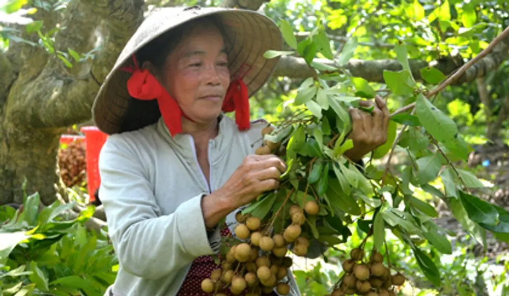 Thưởng thức hương vị Nh&atilde;n Nhị Qu&yacute; thơm ngon qu&ecirc;n lối về 4