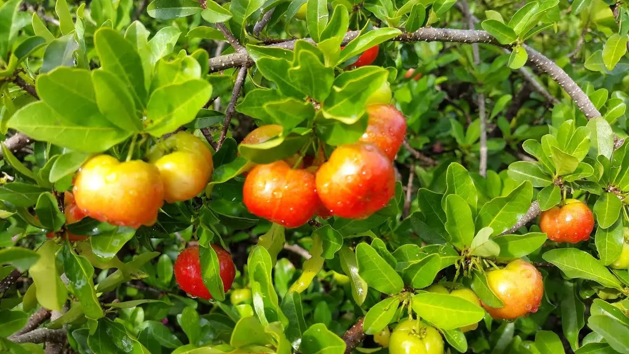 Top 7 món Đặc sản Tiền Giang nhất định phải thử 4