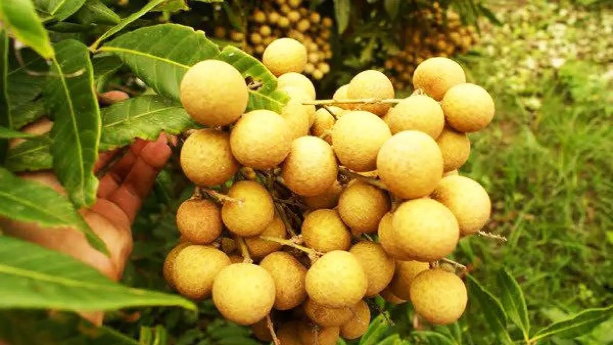 Top 7 món Đặc sản Tiền Giang nhất định phải thử 3