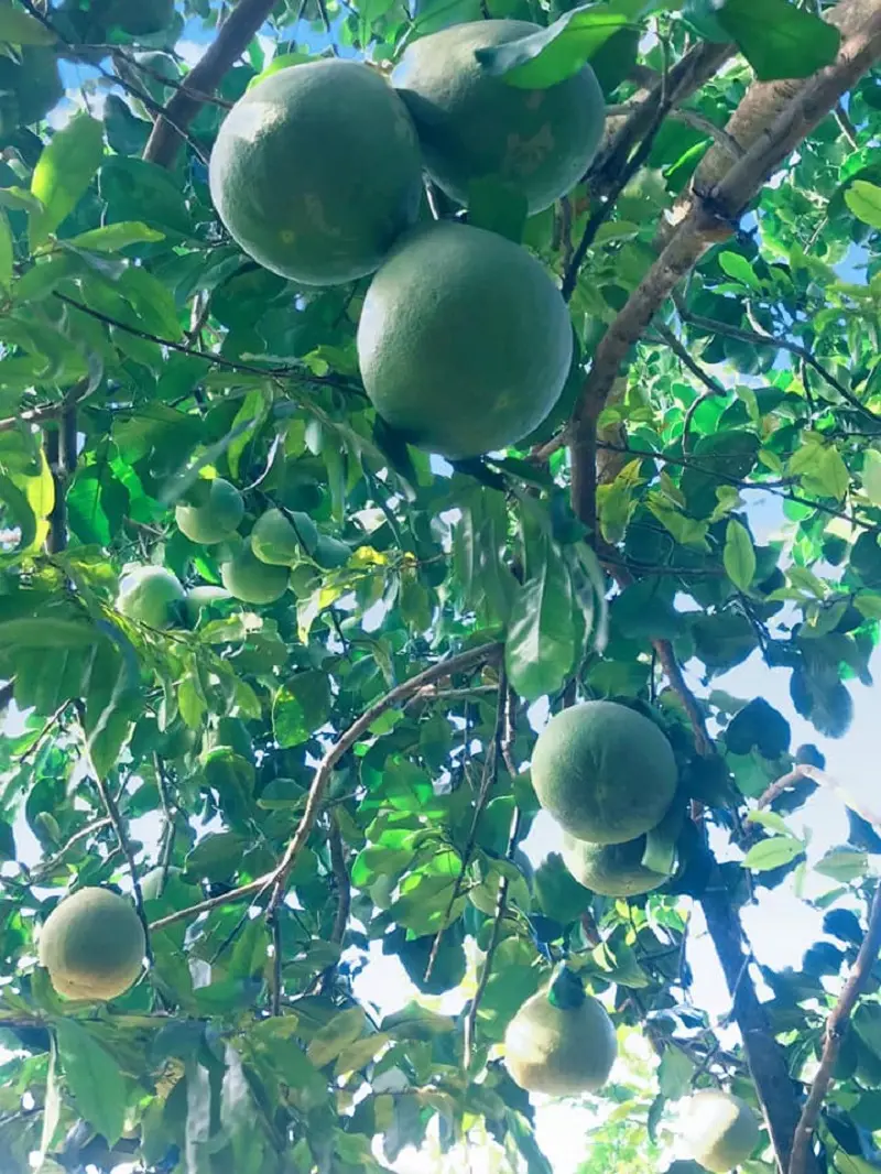 Đọc xong review cồn T&acirc;n Long Tiền Giang n&agrave;y bạn sẽ muốn đi ngay 4