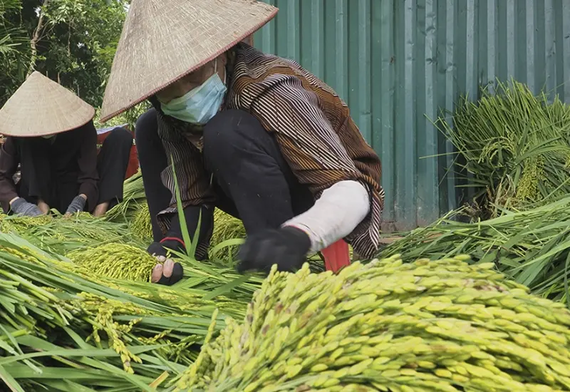 Cốm dẹp Tr&agrave; Vinh: Đặc sản nổi tiếng bao đời của người Khmer 3