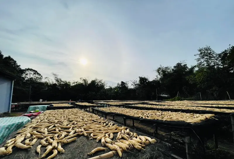 Củ cải muối Chịt Sa, m&oacute;n ngon b&igrave;nh dị của Tr&agrave; Vinh 5