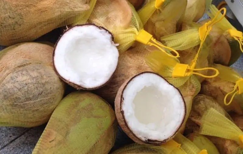Đặc sản dừa s&aacute;p Tr&agrave; Vinh v&agrave; những c&aacute;ch chế biến chuẩn miền T&acirc;y 8