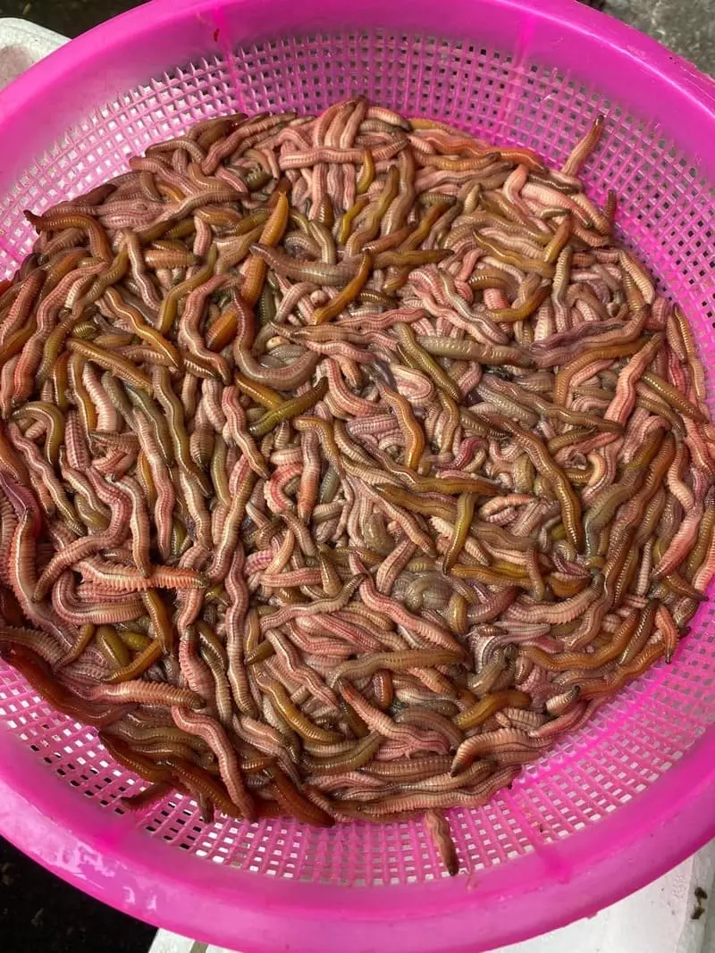 Nước mắm rươi Tr&agrave; Vinh, đặc sản g&acirc;y thương nhớ v&ugrave;ng Duy&ecirc;n Hải 3