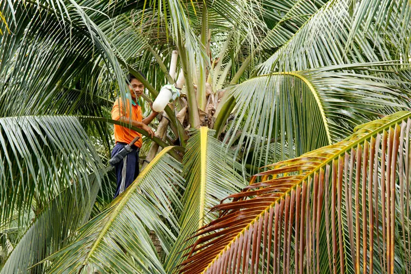 Thưởng thức mật hoa dừa, tinh t&uacute;y đặc sản Tr&agrave; Vinh 3