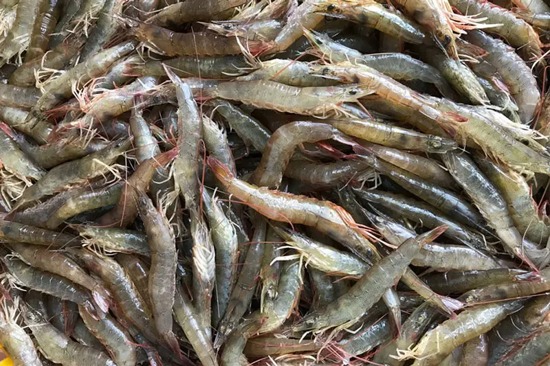 Tôm khô Vinh Kim, món ăn thơm ngon nổi tiếng của Trà Vinh 3