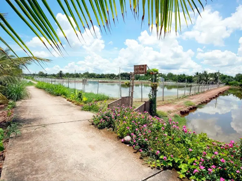 Về Cồn Chim Tr&agrave; Vinh kh&aacute;m ph&aacute; s&ocirc;ng nước miệt vườn miền T&acirc;y 4