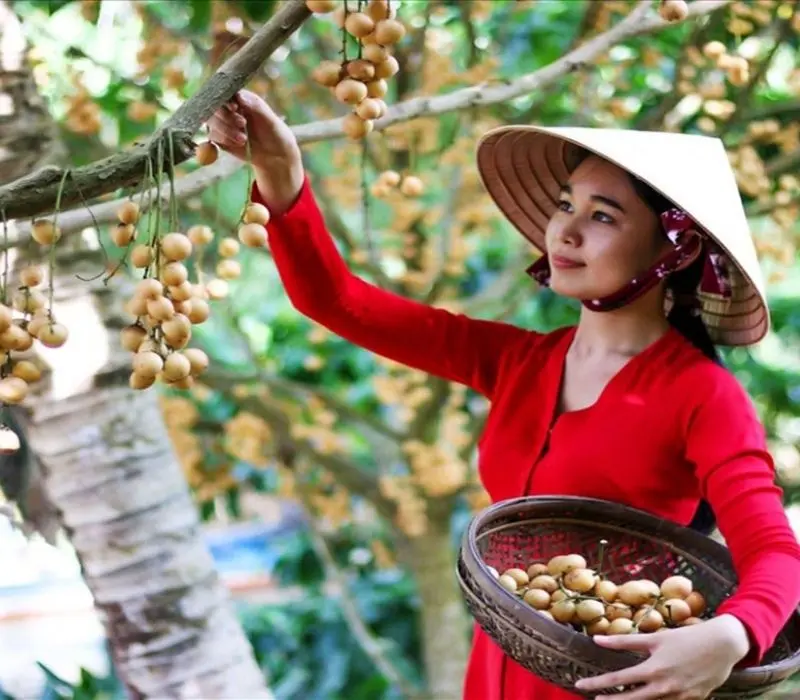 Xuôi về cù lao Tân Quy, ngắm ốc đảo xanh giữa sông Hậu 4