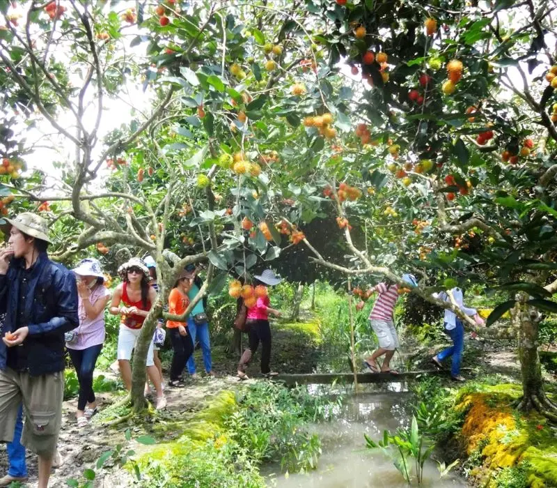 Xuôi về cù lao Tân Quy, ngắm ốc đảo xanh giữa sông Hậu 6