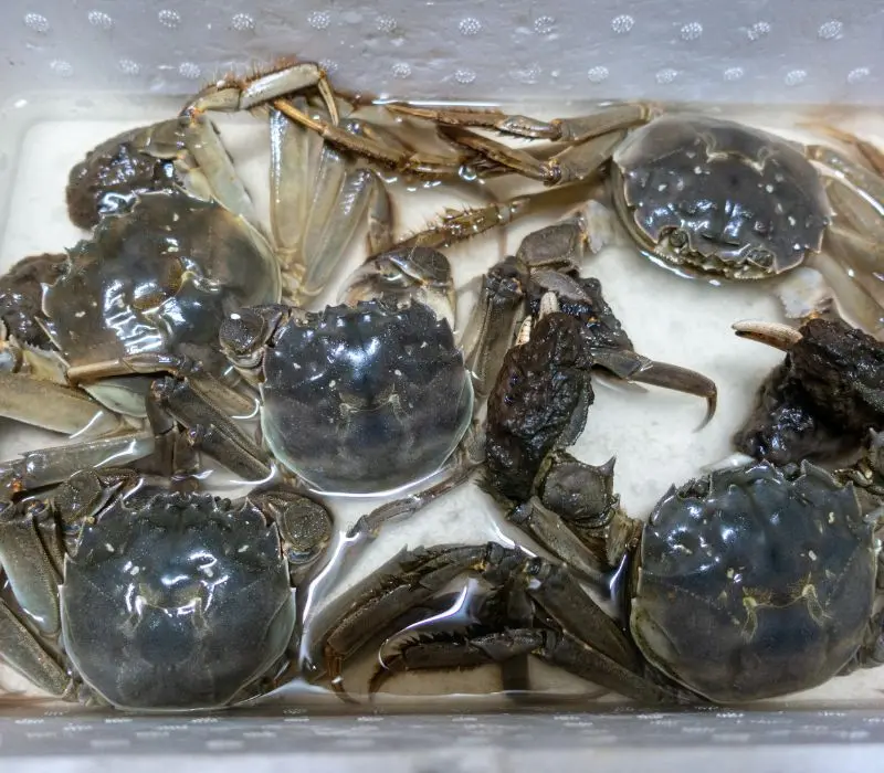 Thưởng thức b&aacute;t m&igrave; cua l&ocirc;ng, tận hưởng tinh hoa ẩm thực Thượng Hải 9