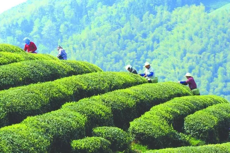 Đến Chiết Giang Trung Quốc ngắm nh&igrave;n n&uacute;i non s&ocirc;ng nước n&ecirc;n thơ 7